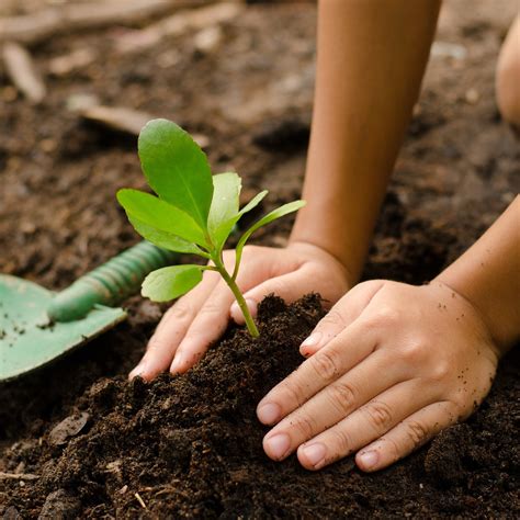Plant A Tree.